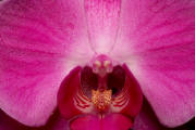 fotokurs erfurt thringen makrofotografie orchidee 1