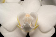 fotokurs erfurt thringen makrofotografie orchidee 2