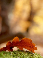 fotokurs kassel gttingen mrchenwald eichenblatt