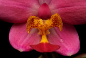 fotokurs erfurt thüringen makrofotografie orchidee 2