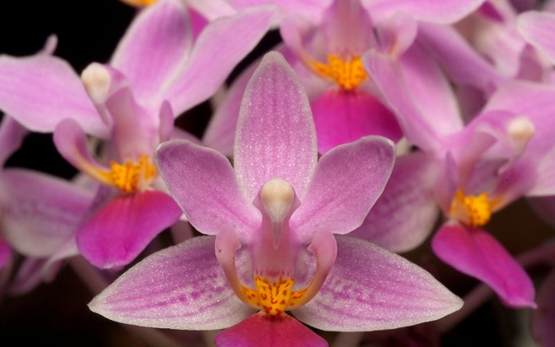 fotokurs erfurt thüringen makrofotografie orchidee