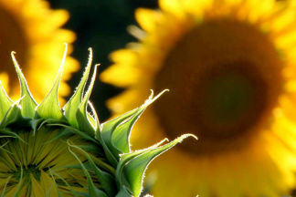 fotokurs sonnenblumen