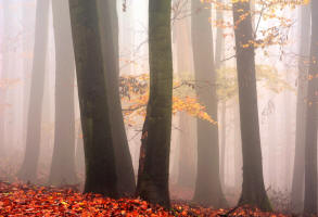 Fotokurs in Frankfurt  Dichter Nebel im Herbstwald